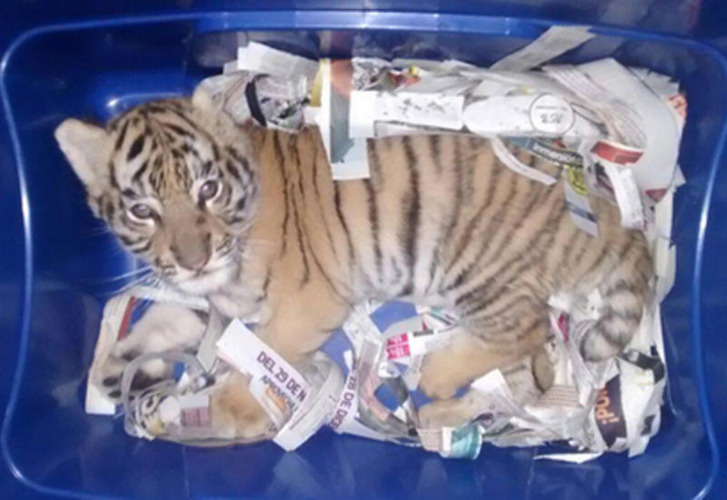 Мексиканец отправил по почте коробку с живым тигром