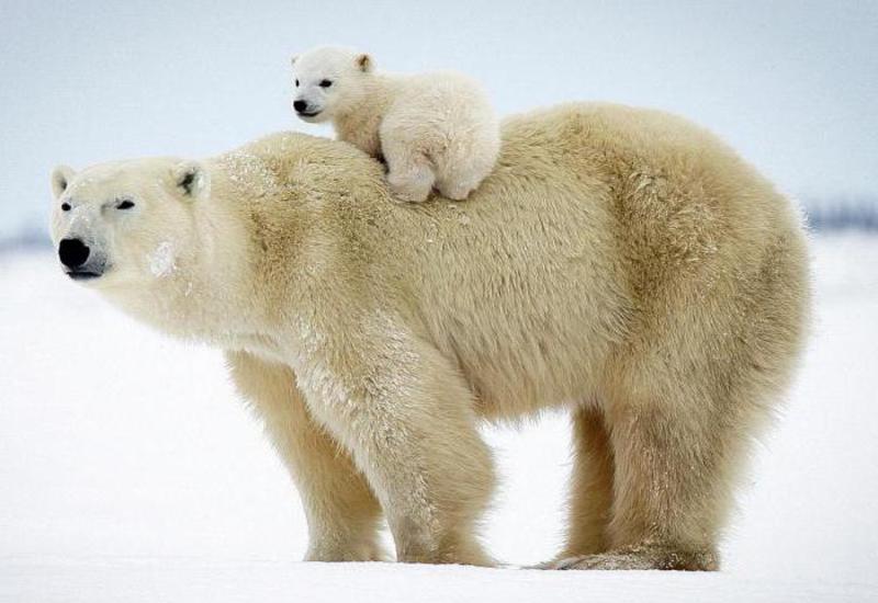 Сонный морж прогнал робкую белую медведицу с медвежонком