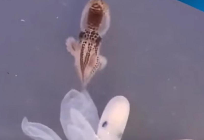 Новорожденный цветной осьминог покорил соцсети