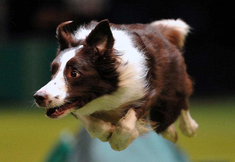 «Космическая» скорость собаки в прыжке позабавила пользователей сети