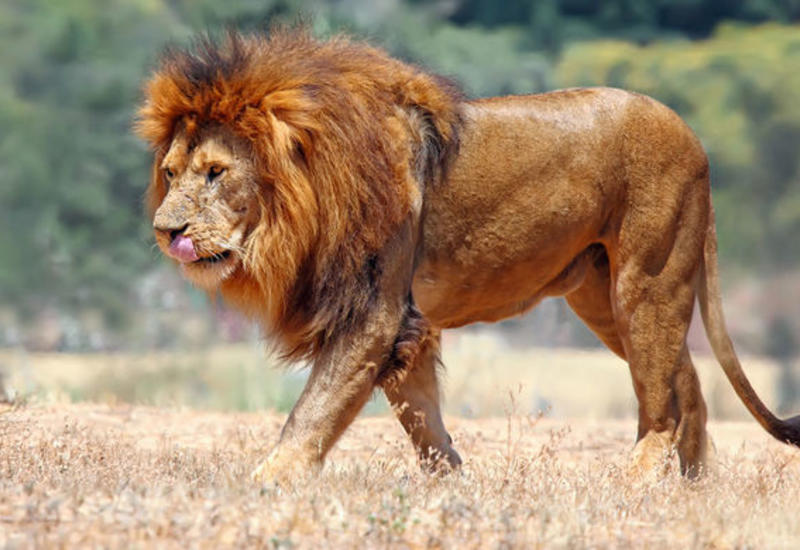 Львы съели браконьера в нацпарке ЮАР