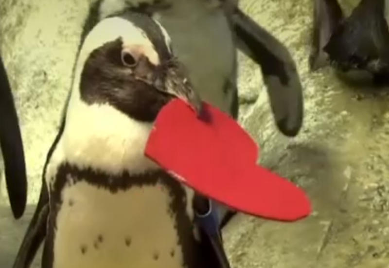 Калифорнийские пингвины ищут любовь с помощью валентинок