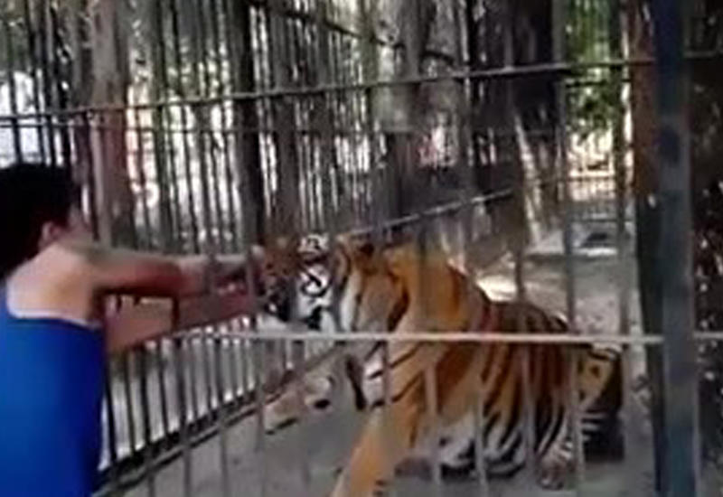 Парень засунул руку в клетку с тигром и очень скоро пожалел об этом