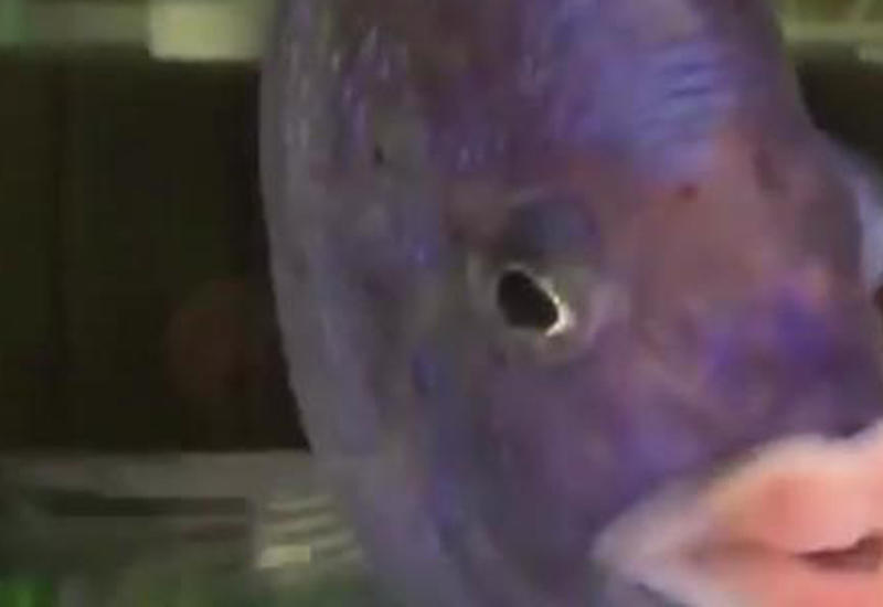 Рыбка с губами, которым позавидует Анджелина Джоли