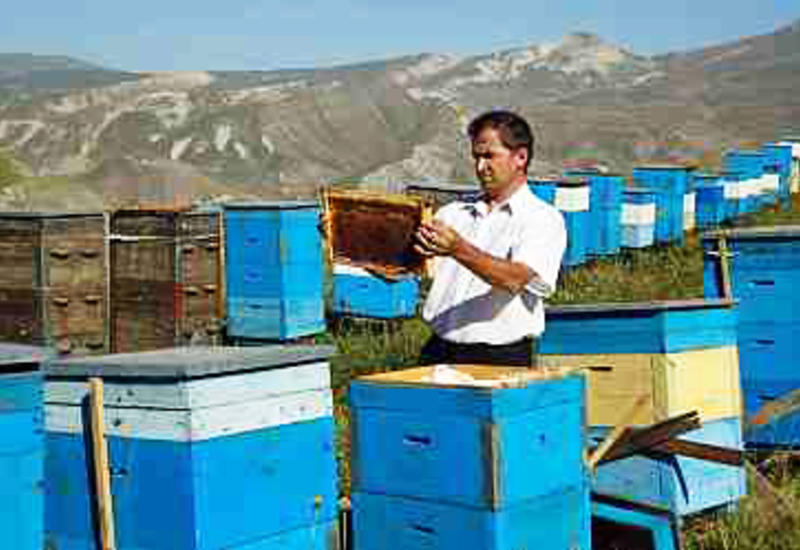 Азербайджанские пчеловоды получат субсидии