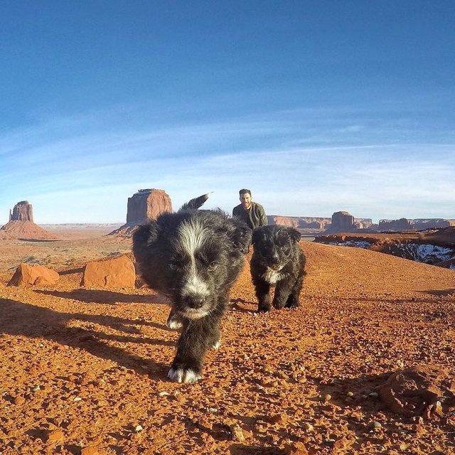 Мужчина нашел в пустыне двух щенков и объехал с ними половину США