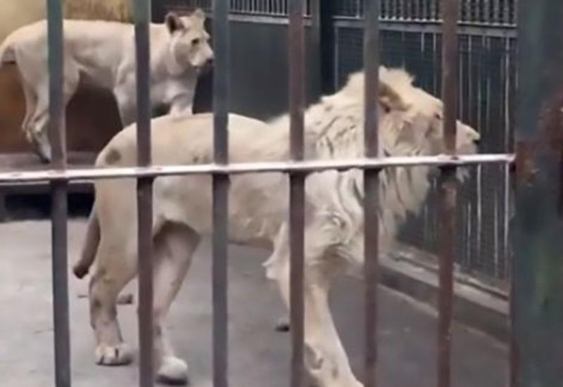 Посетители зоопарка сняли истощённого льва, который отгрыз себе хвост