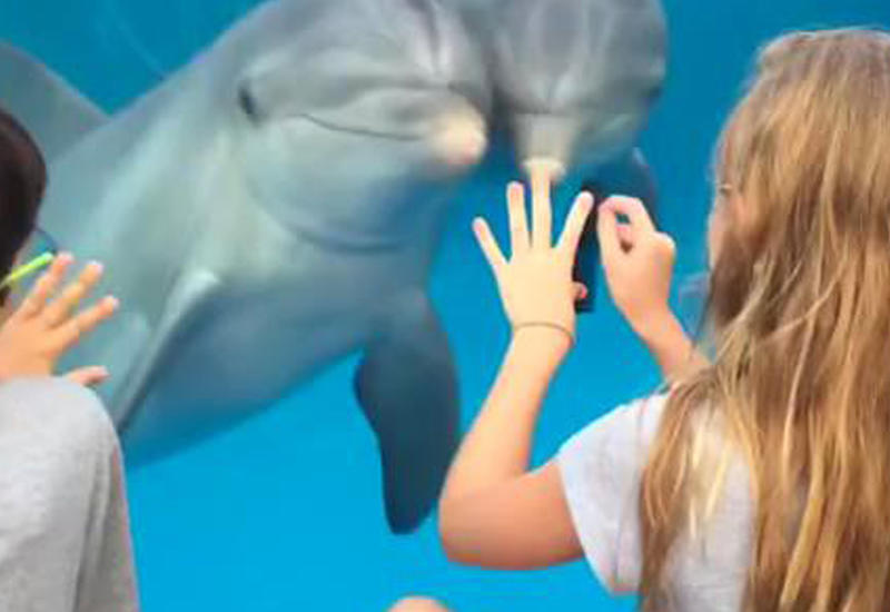 Девочка научилась приманивать дельфинов расческой