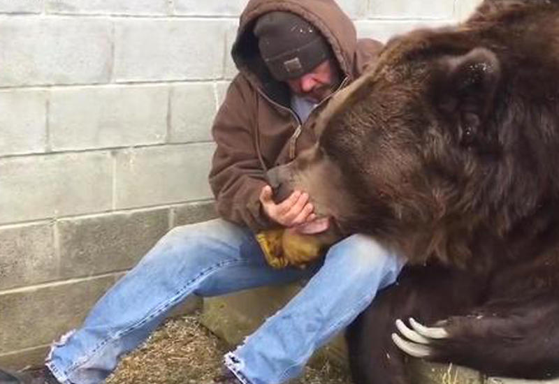 Американец приручил 700-килограммового медведя