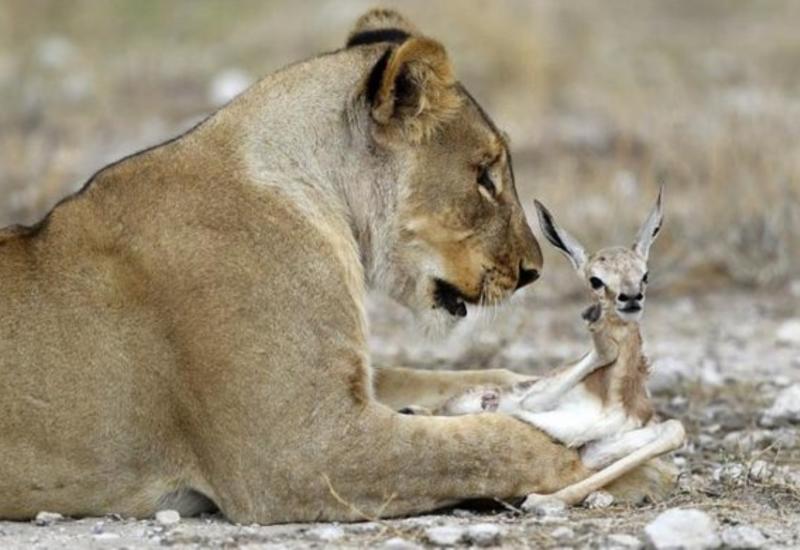 Львица воспитывает беззащитную антилопу