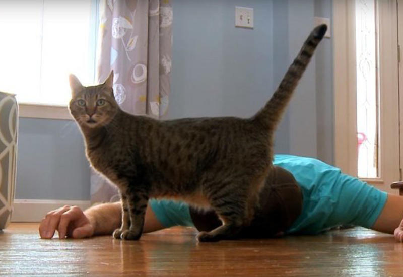 Хозяин притворился мертвым, чтобы проверить реакцию своей кошки