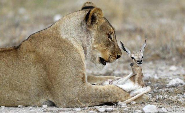 Львица воспитывает беззащитную антилопу