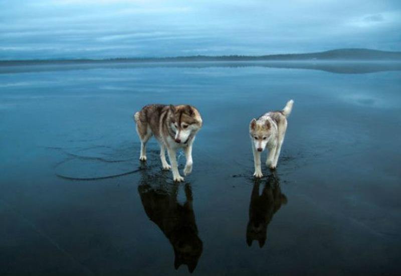 Сказочные хаски в фотографиях