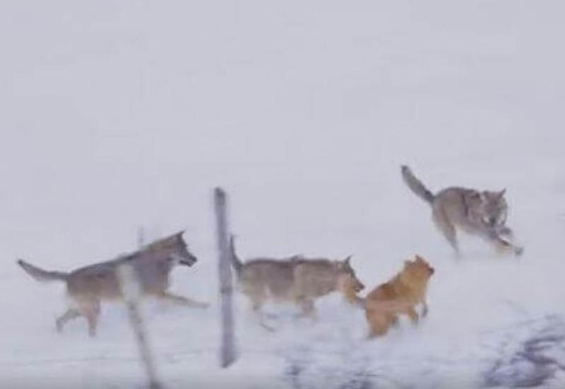 Погоня трёх волков за собакой была запечатлена на камеру