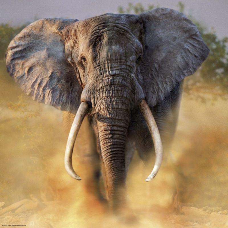 The elephant is mine. Африканский Элефант слон. Африканский слон слон. Морда слона. Хобот африканского слона.