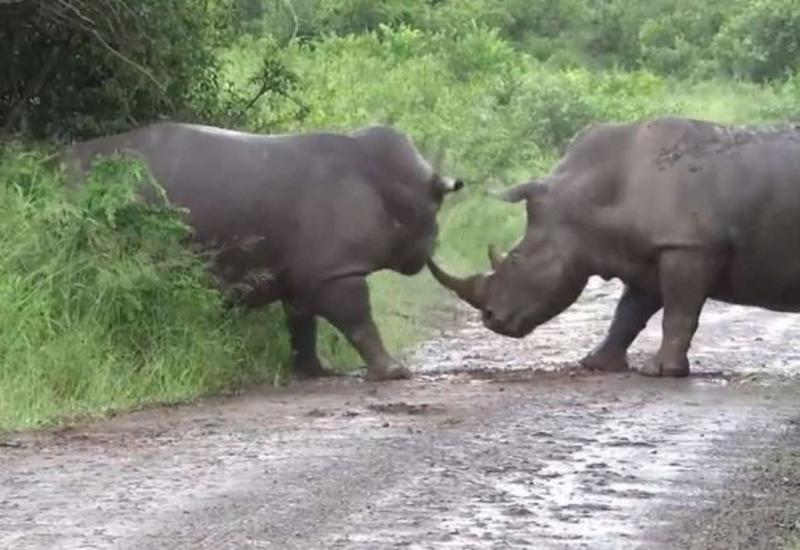 Жестокое сражение за территорию носорогов сняли на камеры