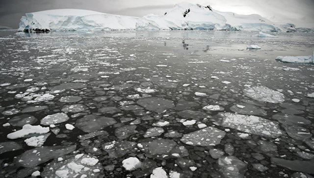 Ученые обнаружили в Антарктиде 1,5 млн пингвинов Адели