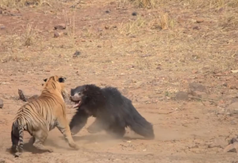 Битву тигра и медведя в дикой природе засняли на камеры