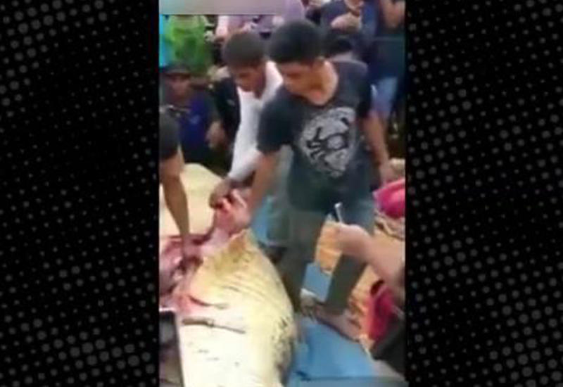 6-метрового крокодила публично разрезали, чтобы достать останки рыбака