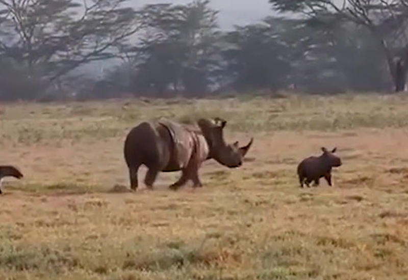 Самка носорога спасла детеныша от гиен
