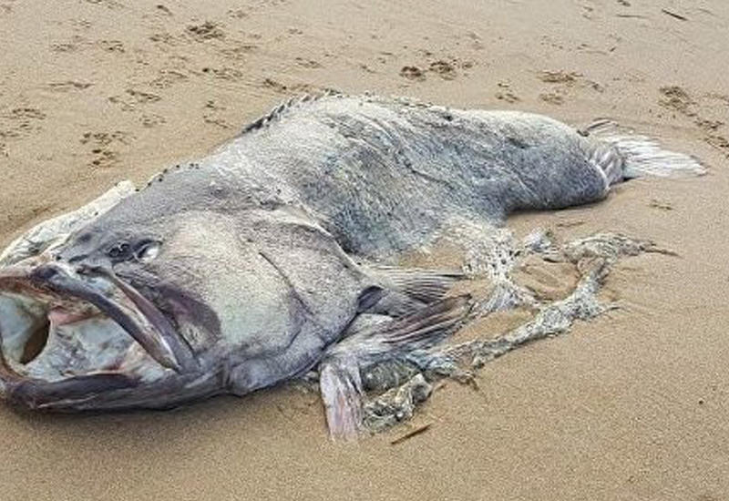 В Австралии нашли двухметровую рыбу-монстра