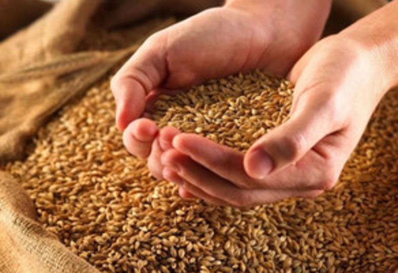В Азербайджане появится Ассоциация производителей зерна