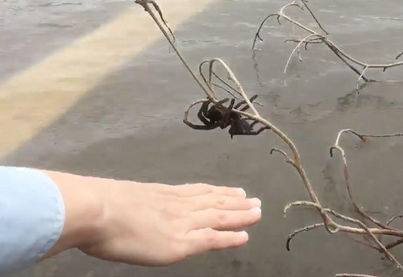 Австралийка бросилась в воду ради спасения ядовитого паука