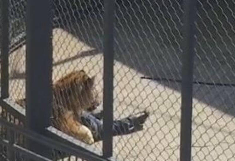 Тигр растерзал смотрителя зоопарка в Китае