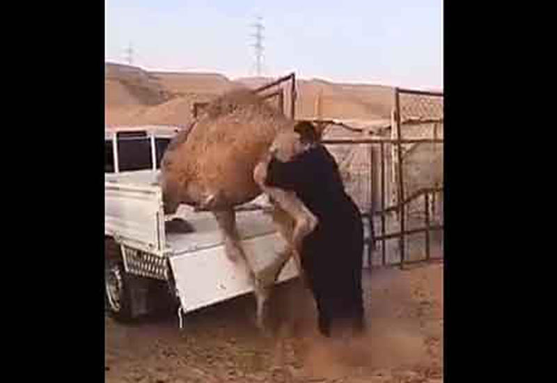 Араб голыми руками забрасывает верблюда в пикап