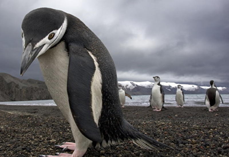 "Техника есть? А если найду?": в Антарктиде птицы "обокрали" латвийских исследователей