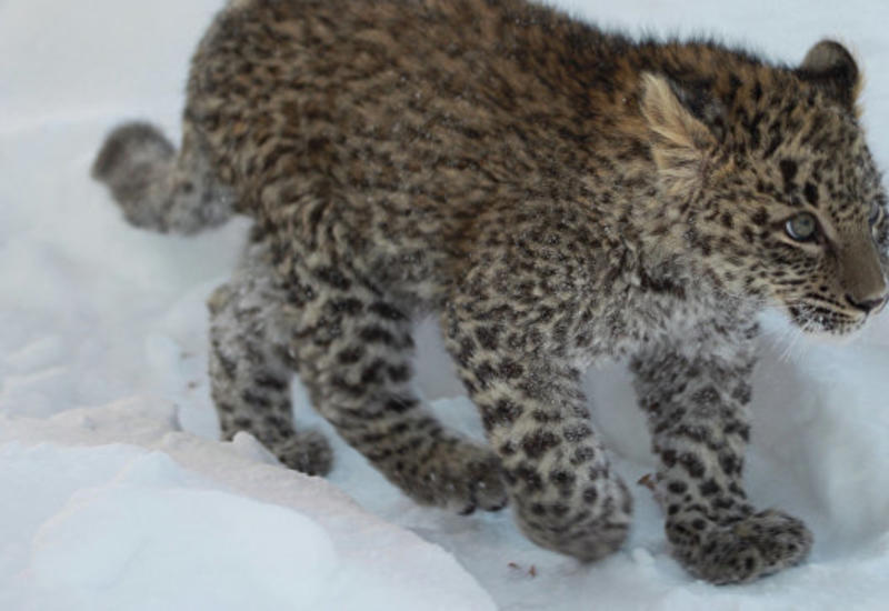 В России овчарка взяла "на воспитание" котенка леопарда
