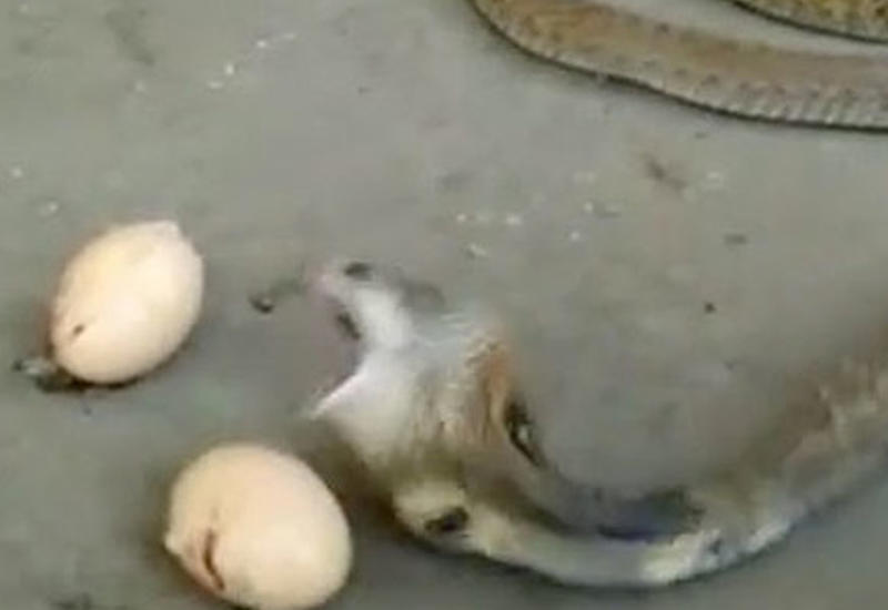 Испуганная кобра выплюнула три яйца