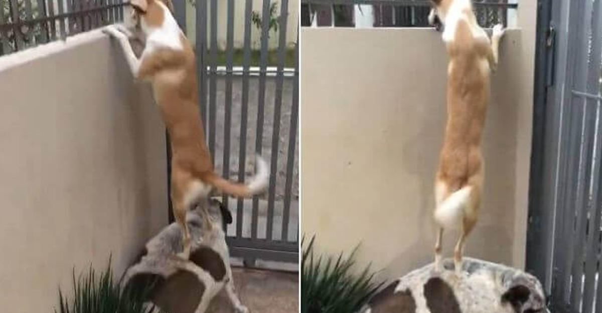 Собаки продемонстрировали изобретательность, чтобы поприветствовать друг друга