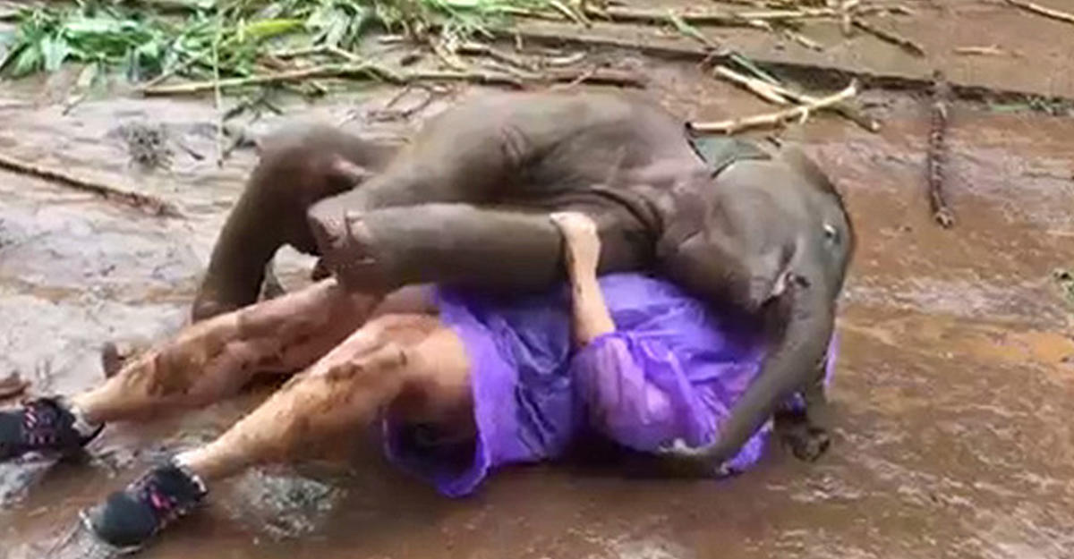 Слоненок задавил туристку во время игры в Таиланде