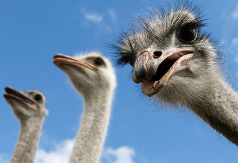 Почти анекдот - нищая Армения хочет стать экспортером страусов