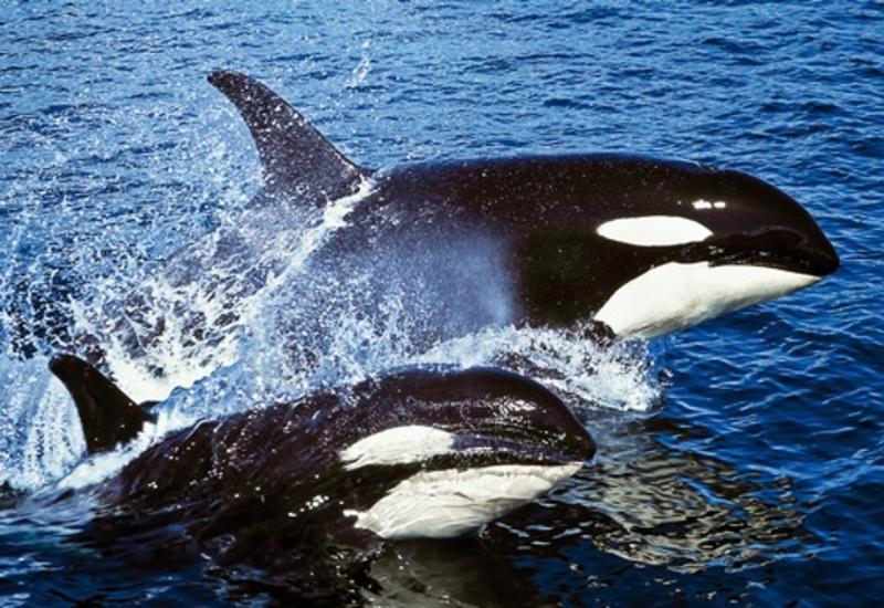 Редкая охота десятков косаток на горбатых китов попала на камеры