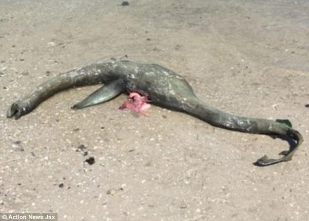 На пляже в США нашли морского монстра