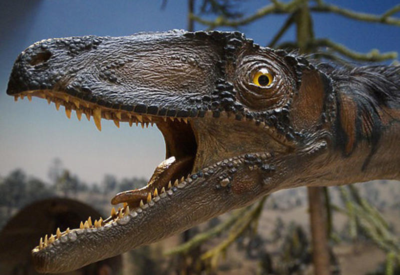 ABŞ-da sahildə dinozavr tapıldı