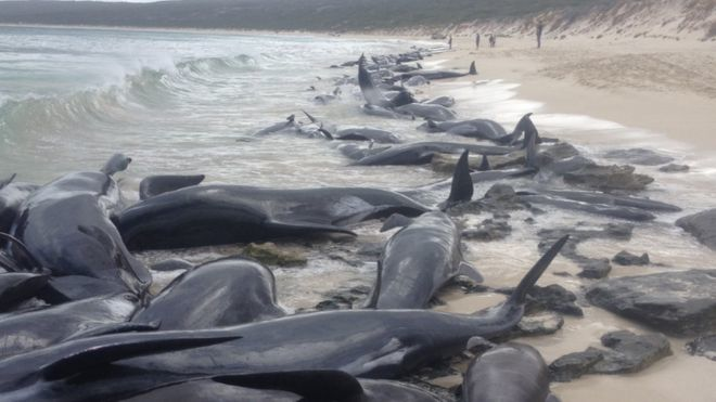 150 черных дельфинов выбросились на берег в Австралии