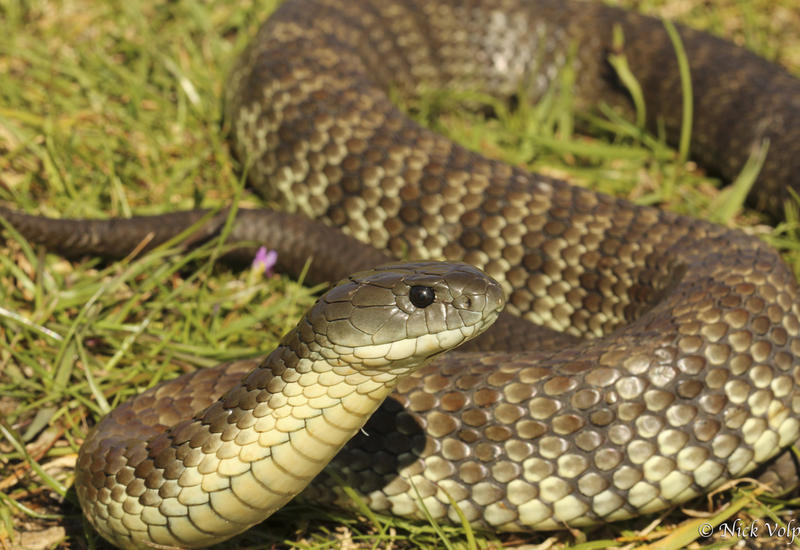 Смертельно ядовитая змея заползла в штанину к австралийцу