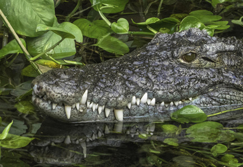 В Индии в реку выпустили четырехметрового крокодила-людоеда