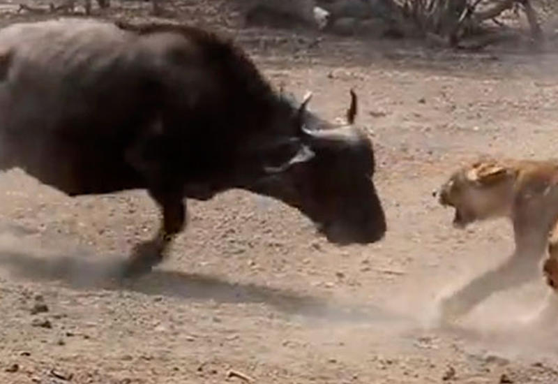 Стадо буйволов устроило схватку с прайдом львов