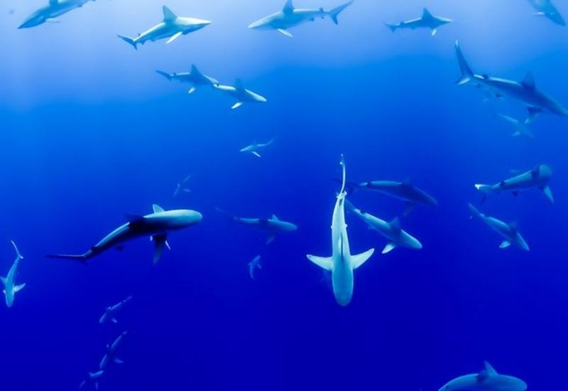 У берегов США собираются стаи гигантских акул