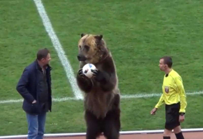 Футбольный матч в России открыл медведь
