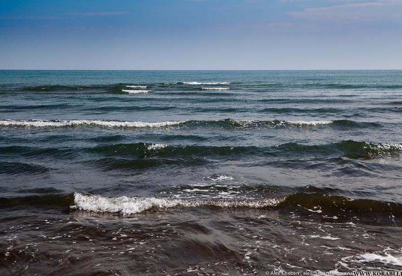На побережье Каспийского моря нашли более 150 погибших редких тюленей