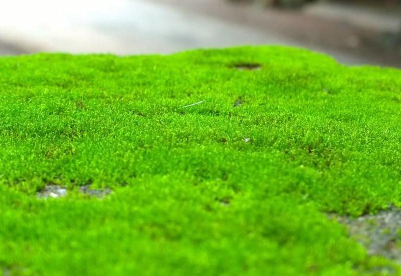 Зеленый мох может быть полезен для здоровья