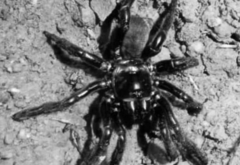 Умер самый старый в мире паук