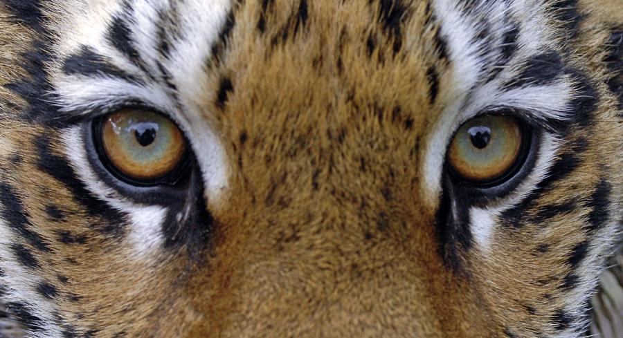 В России погибла редкая тигрица, за жизнь которой боролись 2 месяца