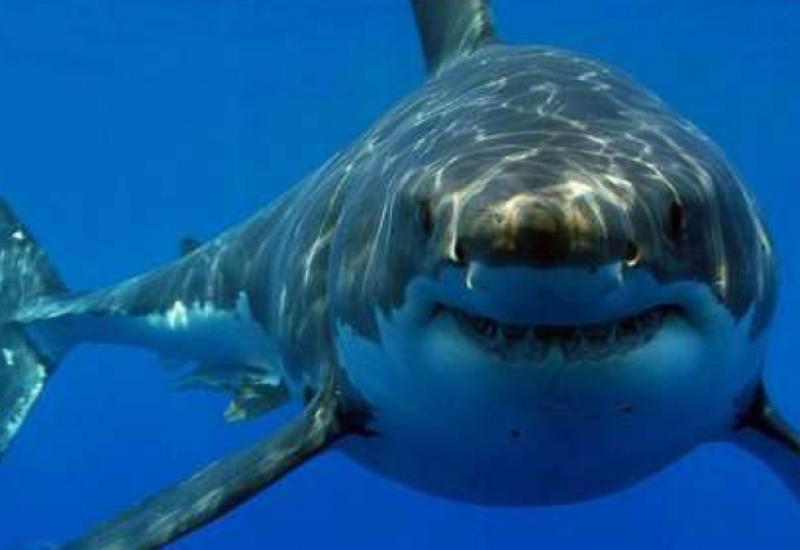 В Австралии акула прыгнула через ограду к 4-летней девочке