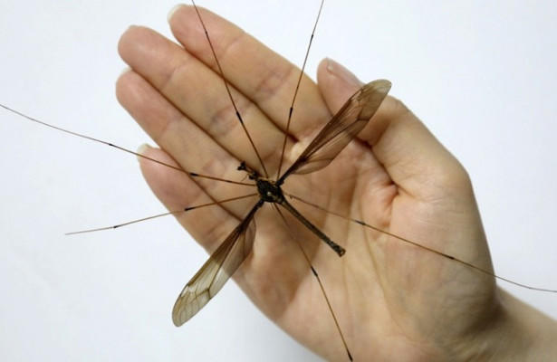 В Китае нашли крупнейшего в мире комара
